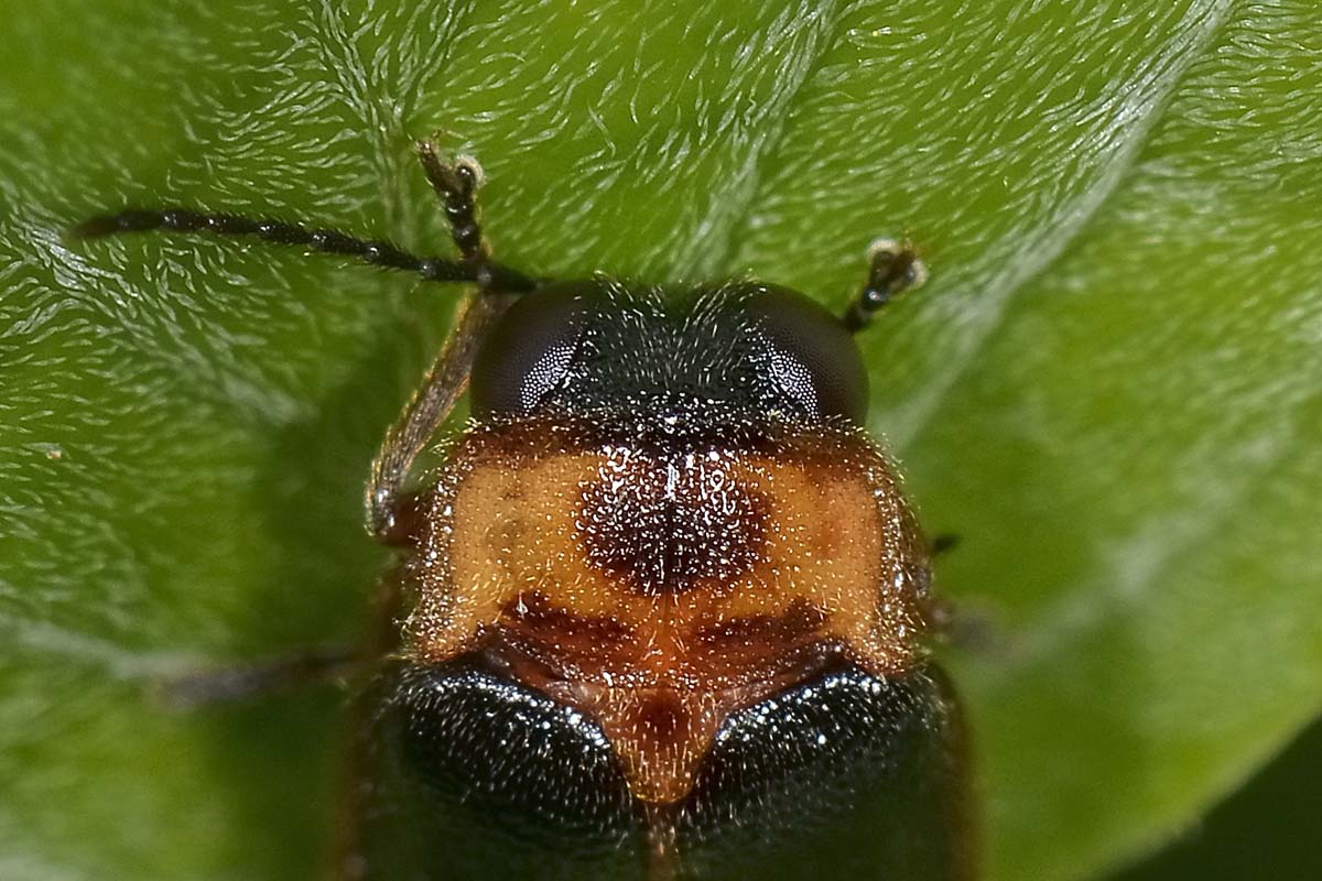 Luciola italica, Lampyridae